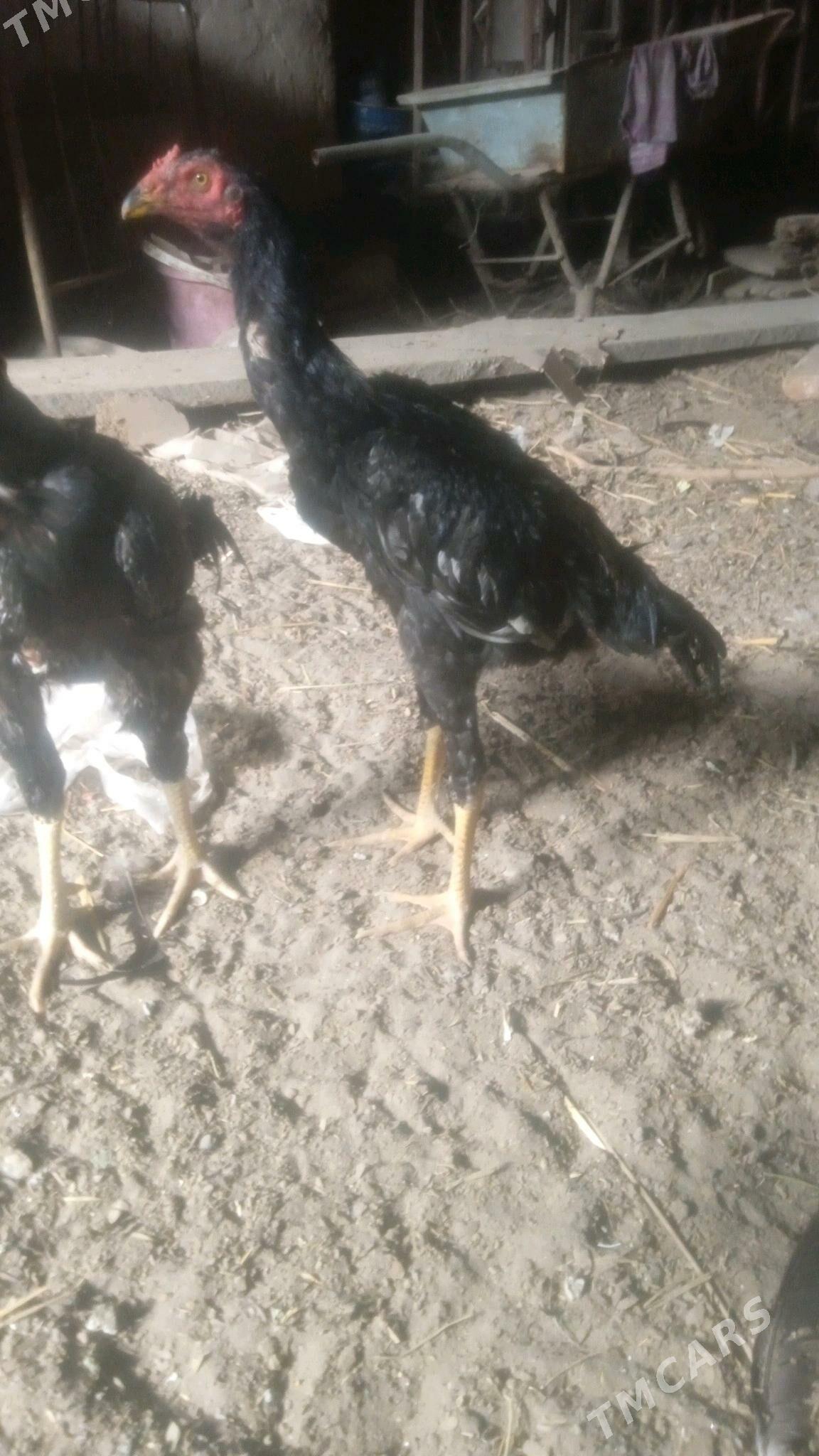 juyje - Дашогуз - img 1