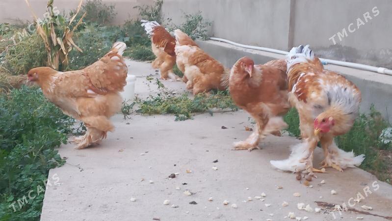Brama limon - Balkanabat - img 2