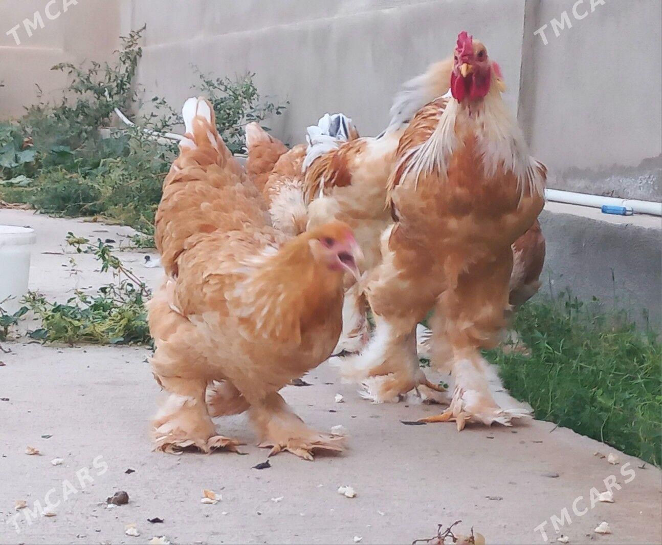 Brama limon - Balkanabat - img 1