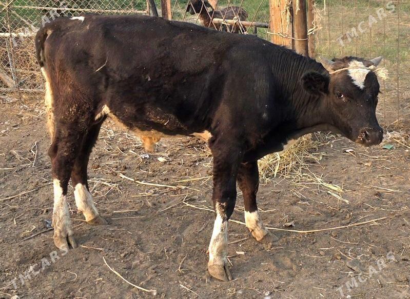 okuz - Ашхабад - img 2