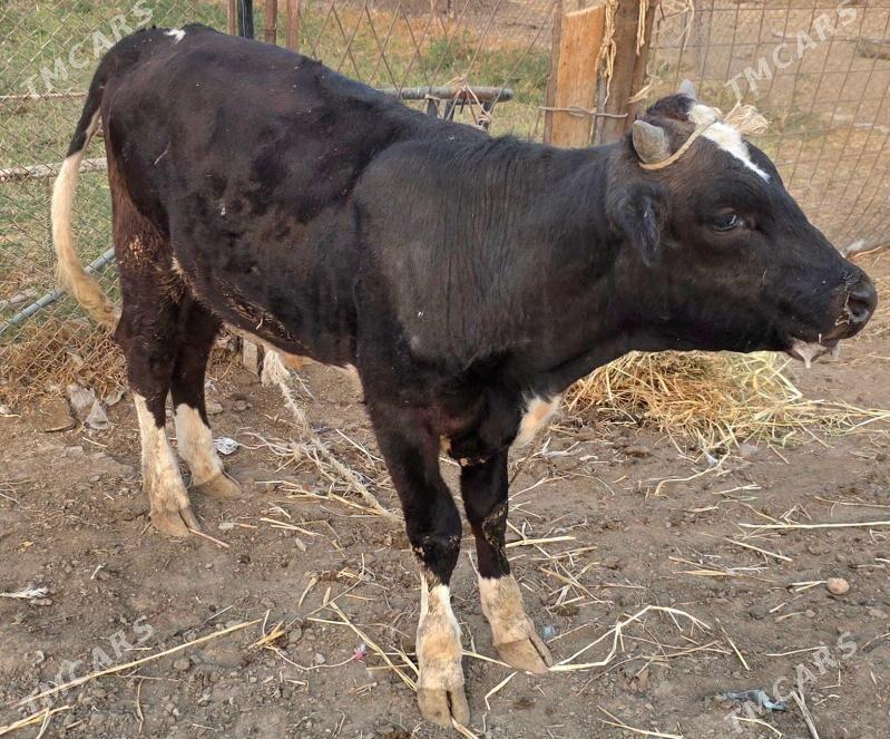 okuz - Ашхабад - img 1