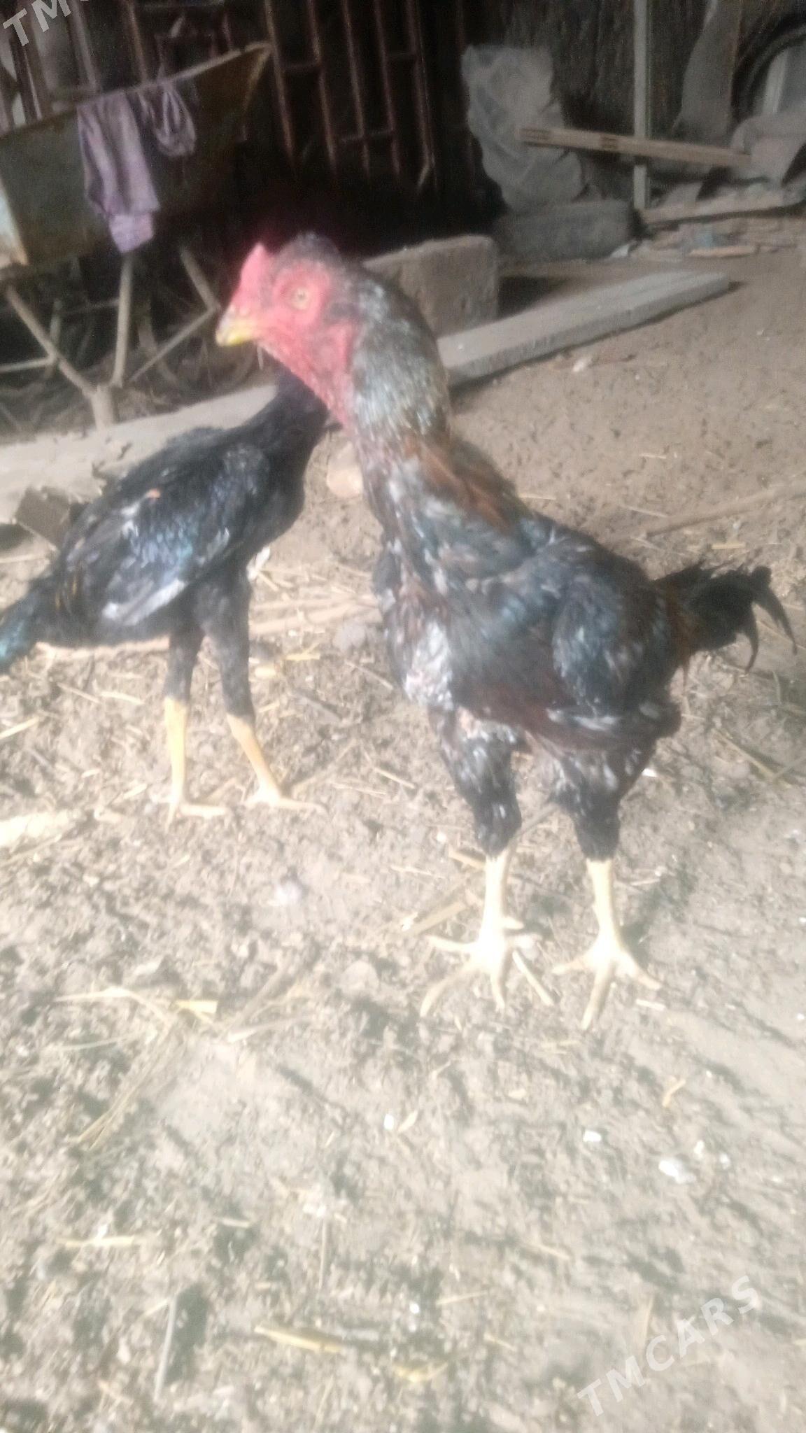 juyje - Дашогуз - img 4