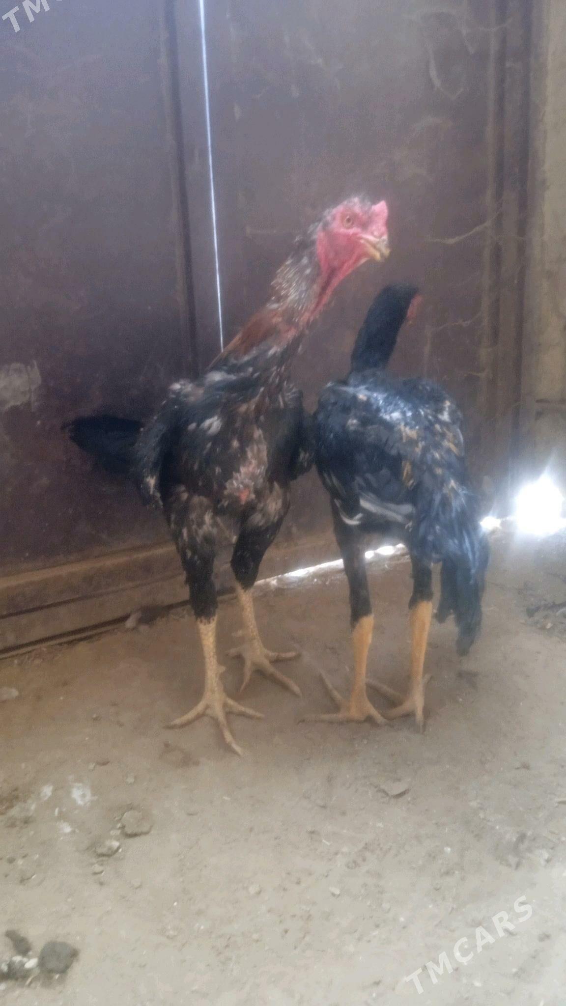 juyje - Дашогуз - img 3