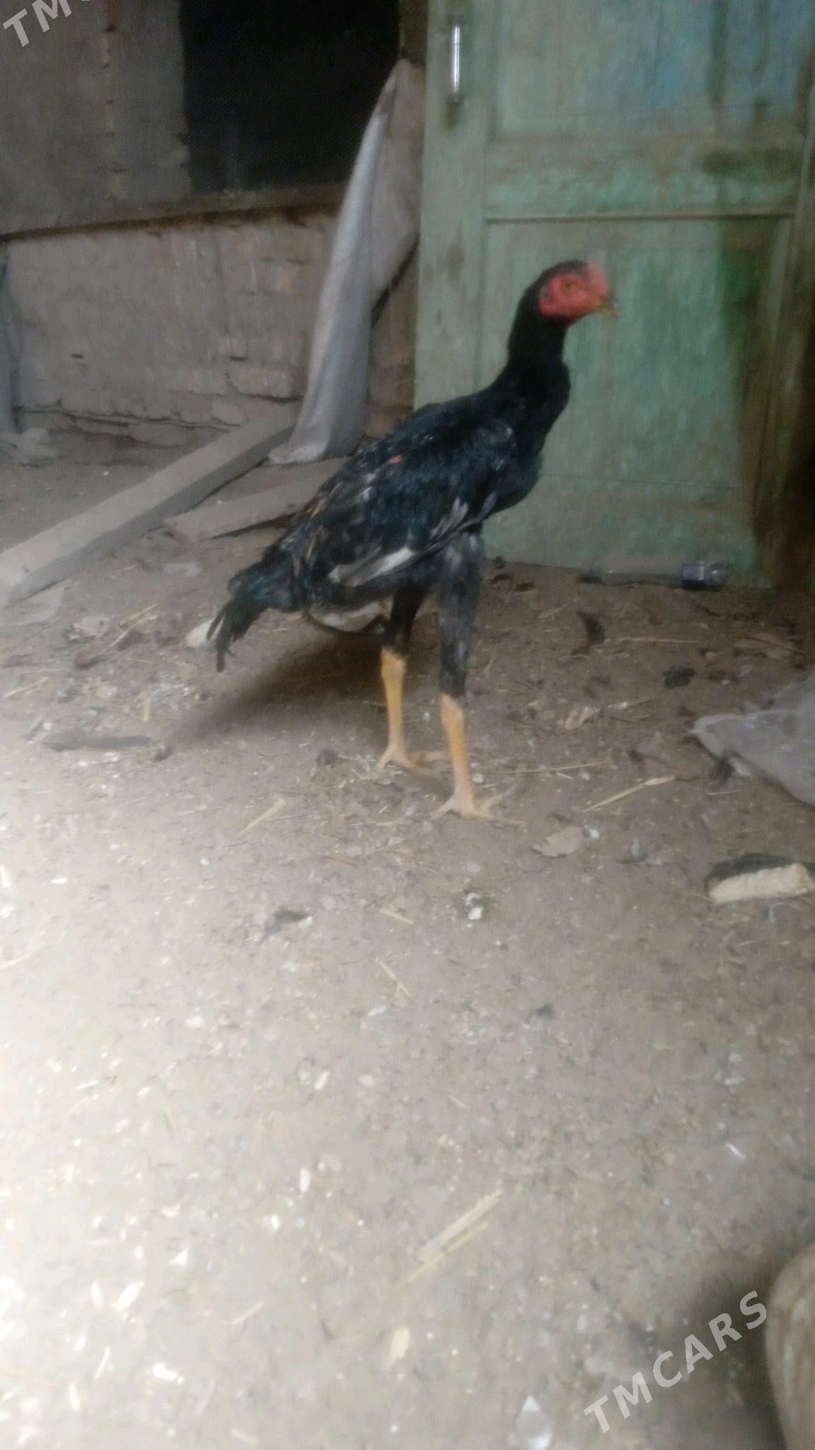 juyje - Дашогуз - img 2