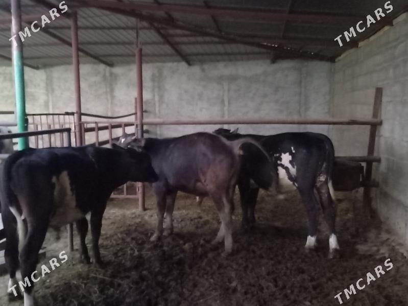 Ökuz - Bagyr - img 2