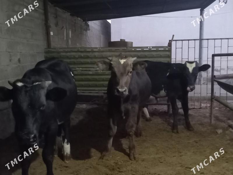 Ökuz - Bagyr - img 5