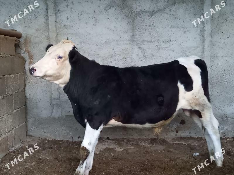 Ökuz - Bagyr - img 3