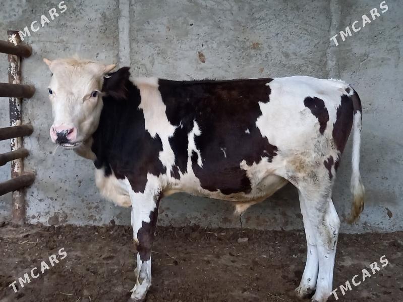 Ökuz - Bagyr - img 4