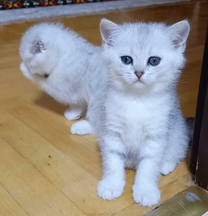 Шотландские шиншиллы - Арчабиль шаёлы - img 4