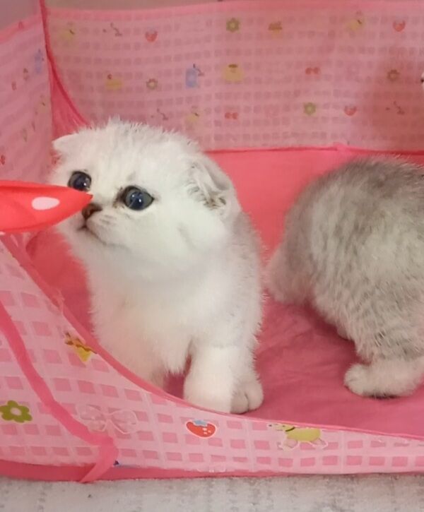 Шотландские шиншиллы - Арчабиль шаёлы - img 3