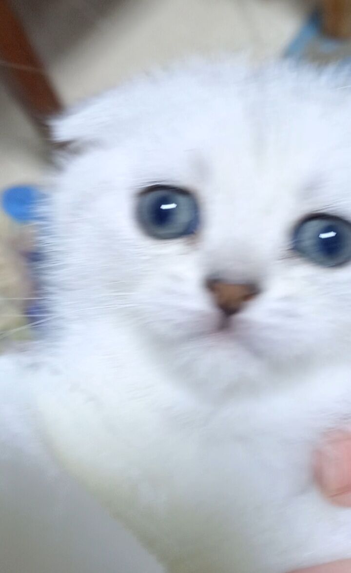 Шотландские шиншиллы - Арчабиль шаёлы - img 5