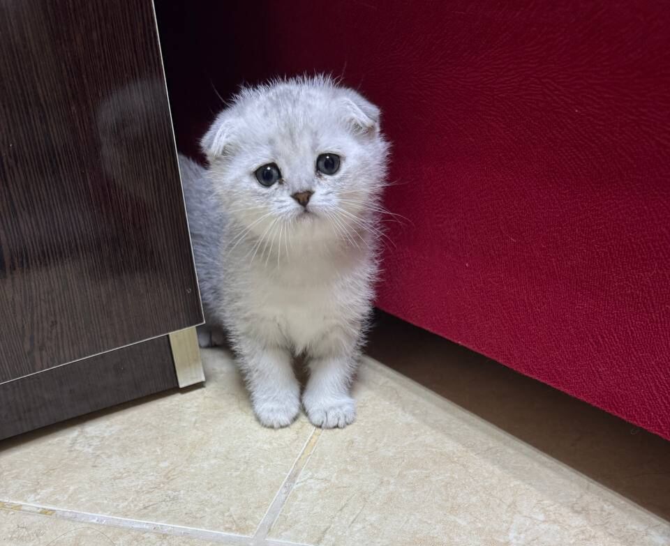 Шотландские шиншиллы - Арчабиль шаёлы - img 2