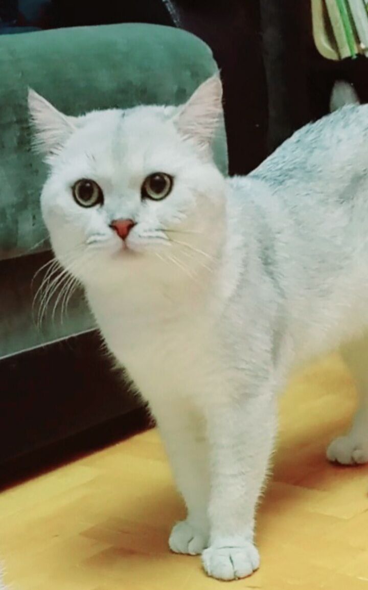 Шотландские шиншиллы - Арчабиль шаёлы - img 6