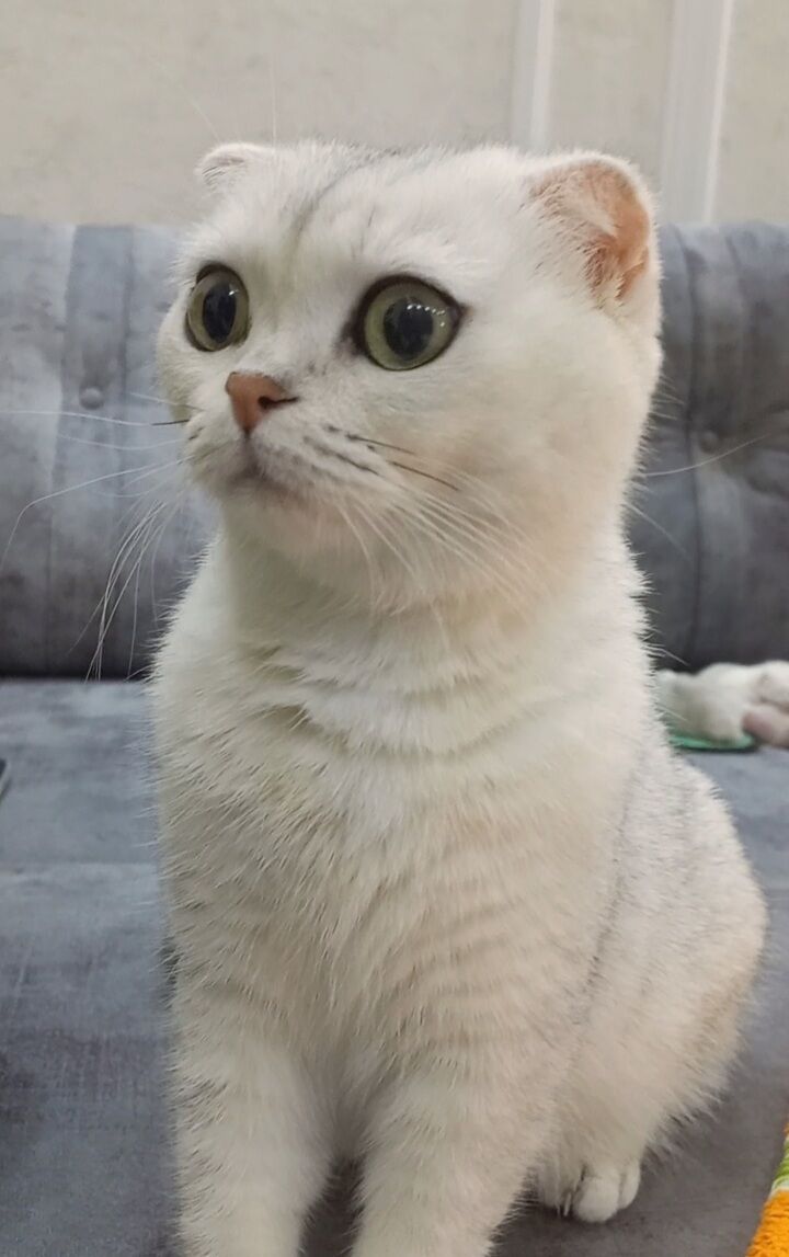 Шотландские шиншиллы - Арчабиль шаёлы - img 8