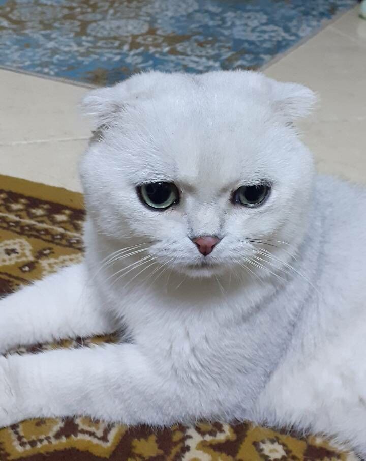 Шотландские шиншиллы - Арчабиль шаёлы - img 7