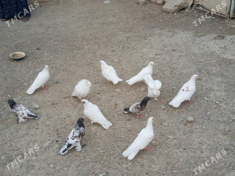 kepderi - Бахарден - img 3