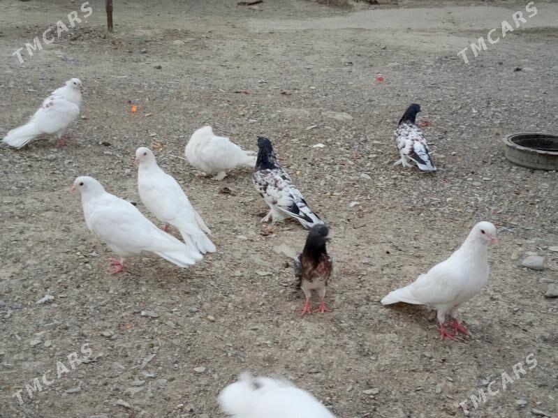 kepderi - Бахарден - img 2