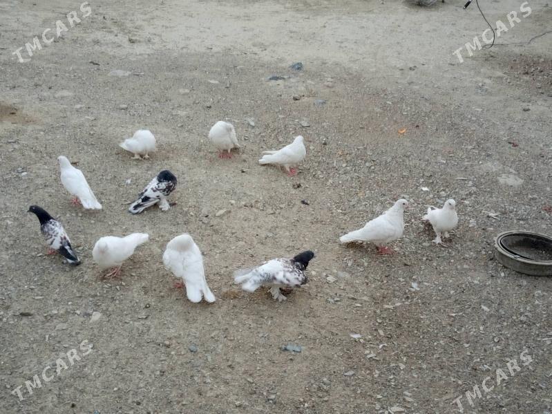 kepderi - Бахарден - img 5