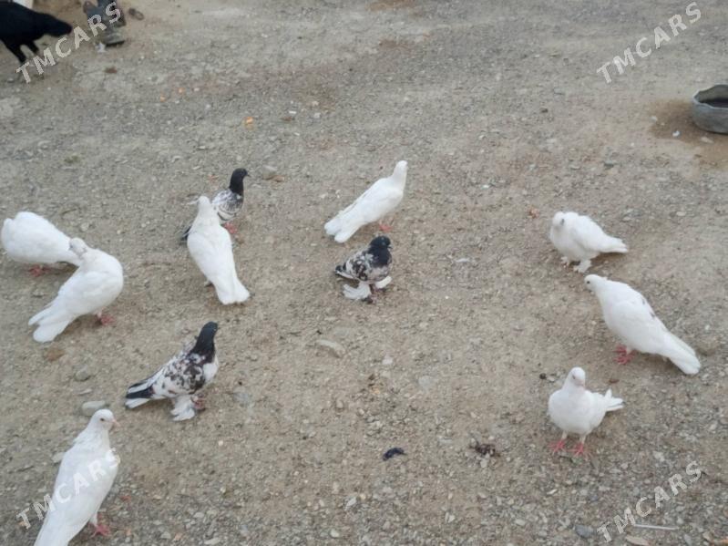 kepderi - Бахарден - img 6