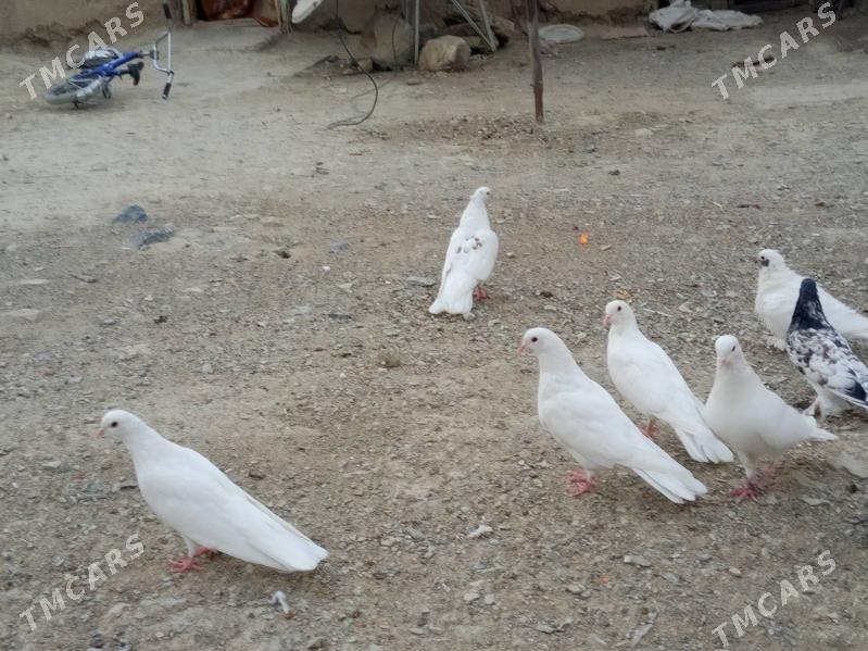 kepderi - Бахарден - img 4