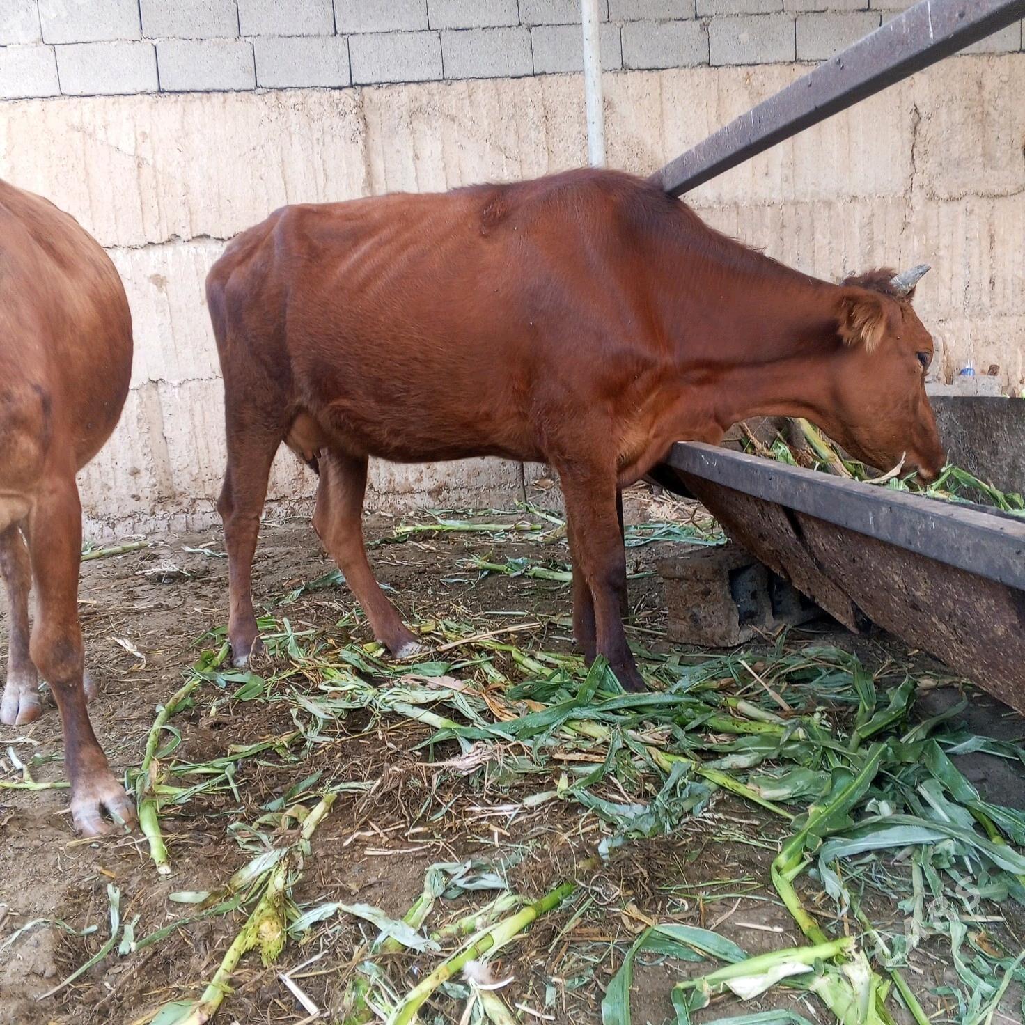 Sygr - Ашхабад - img 4