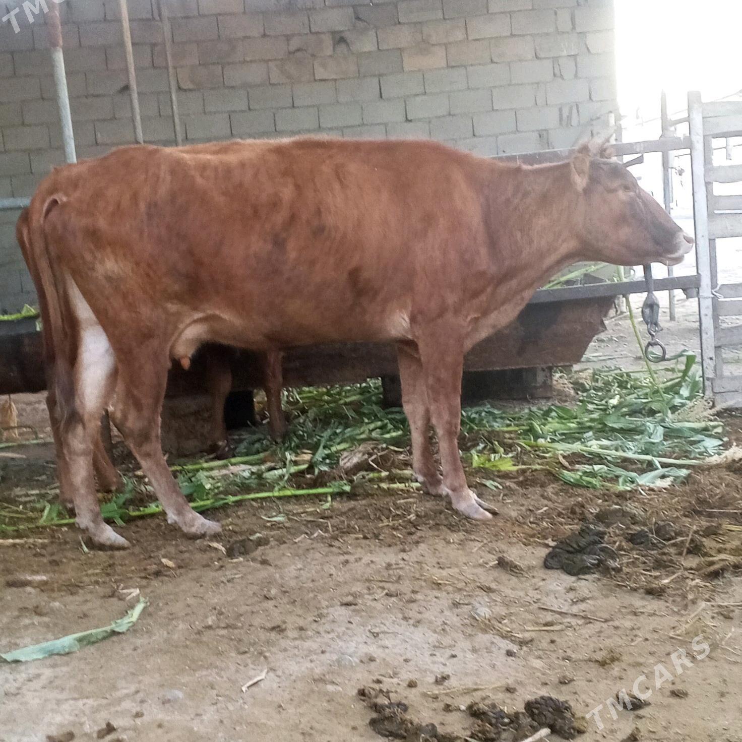 Sygr - Ашхабад - img 2