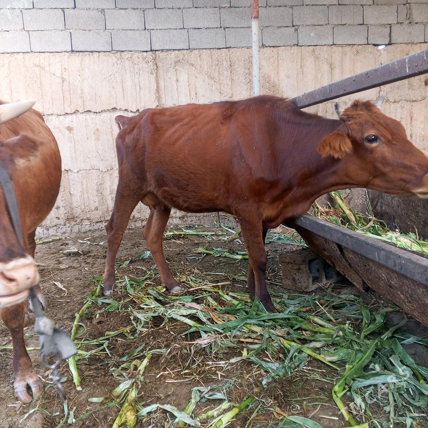 Sygr - Ашхабад - img 3