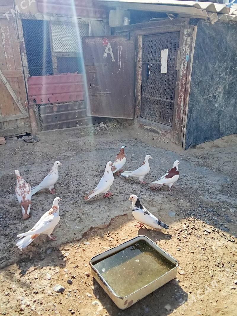 Saylanan guslar - Гызыларбат - img 5