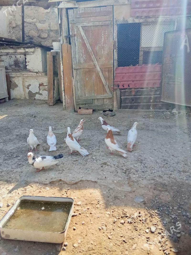 Saylanan guslar - Гызыларбат - img 2