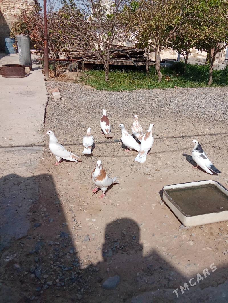 Saylanan guslar - Гызыларбат - img 1