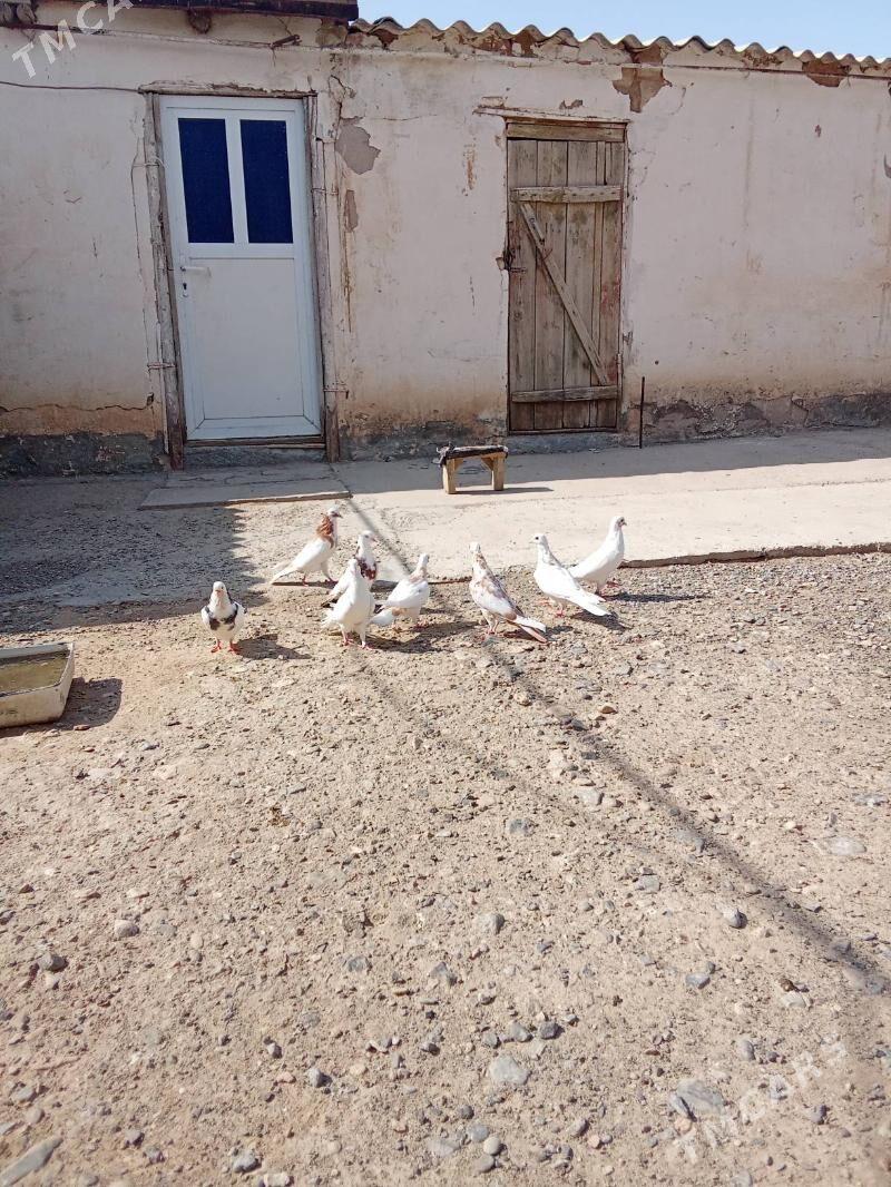 Saylanan guslar - Гызыларбат - img 4