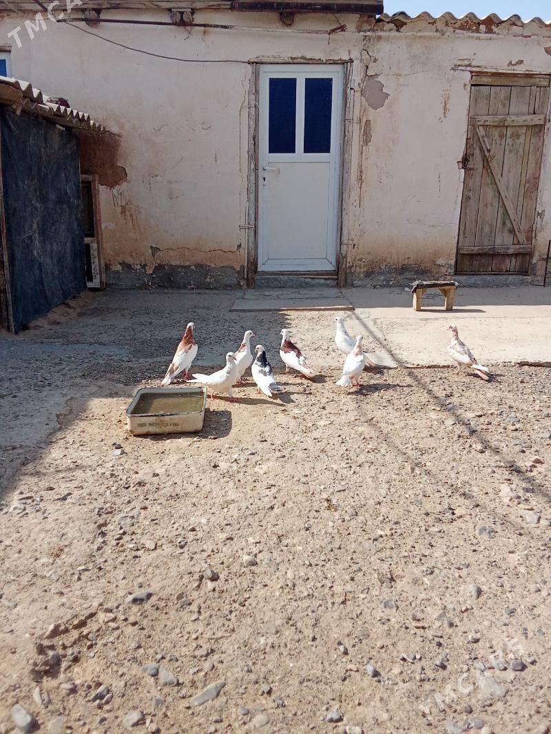 Saylanan guslar - Гызыларбат - img 3