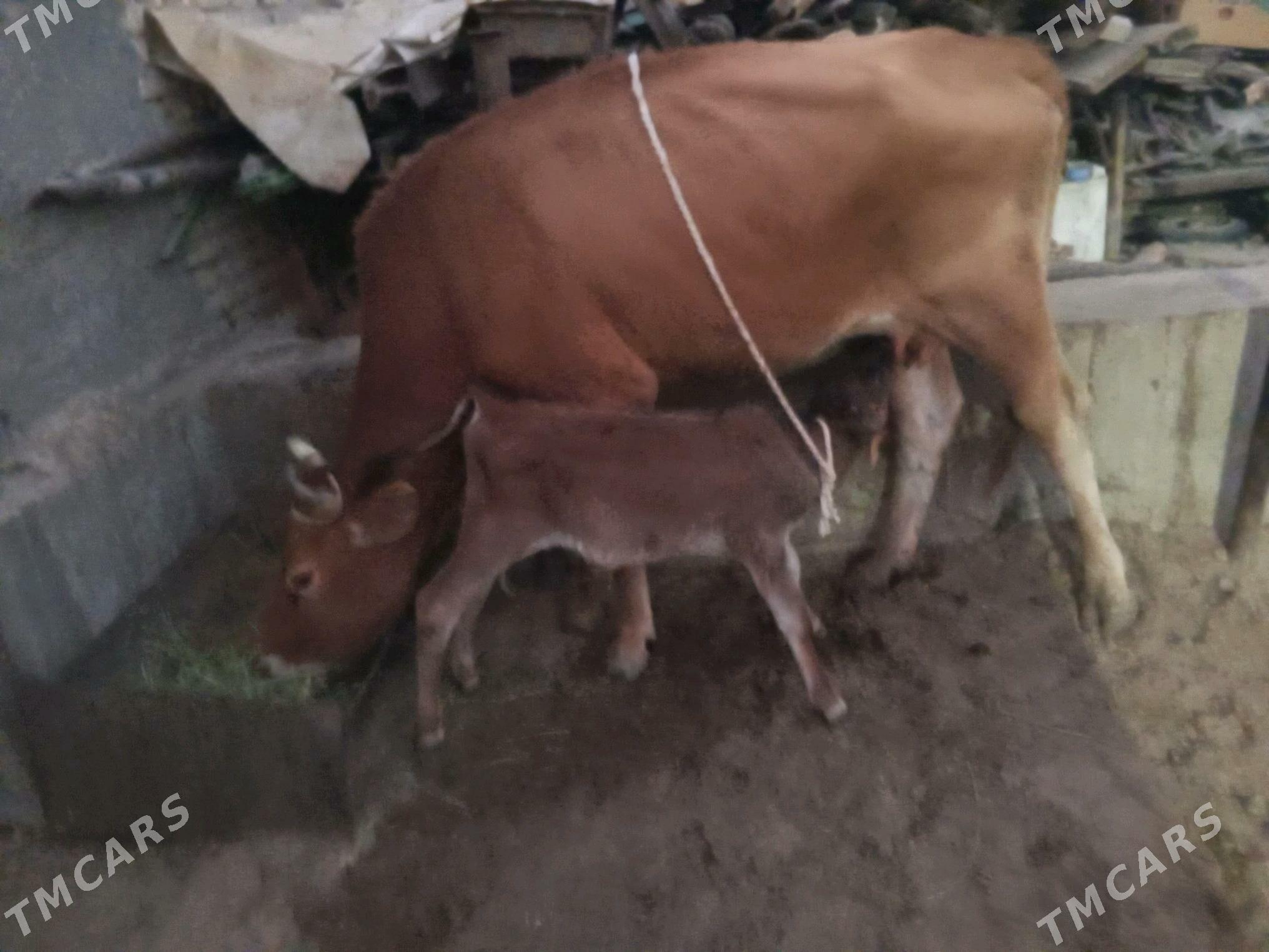 góleli sygyr - Чоганлы - img 5