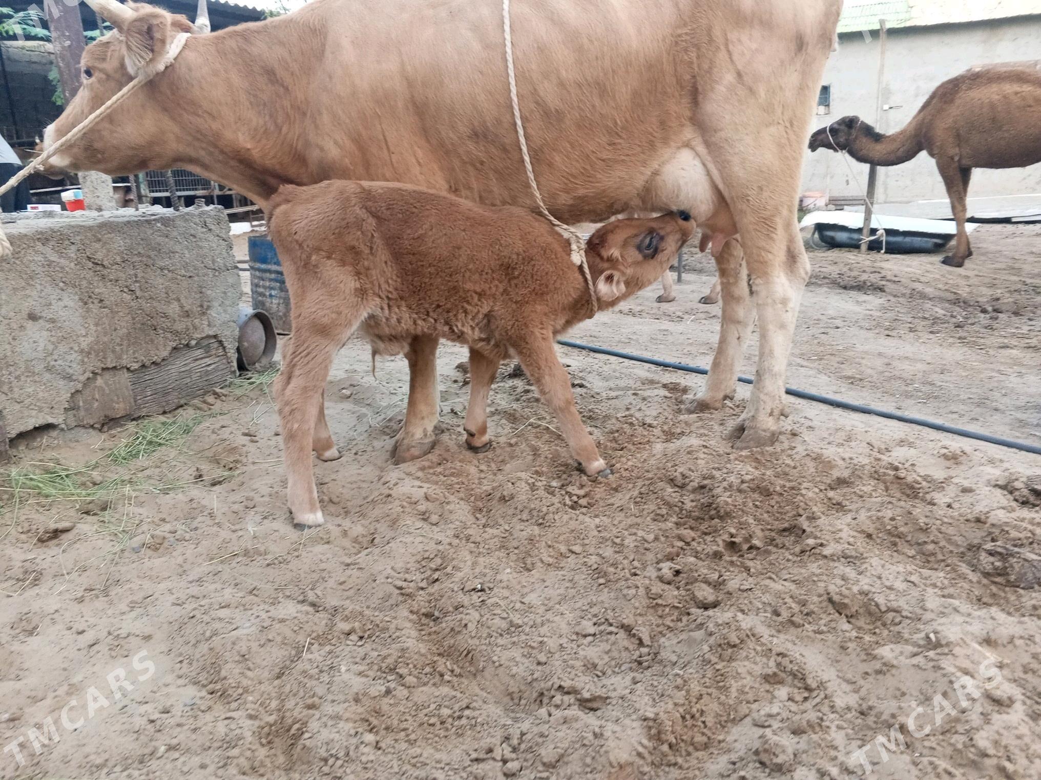 góleli sygyr - Чоганлы - img 6
