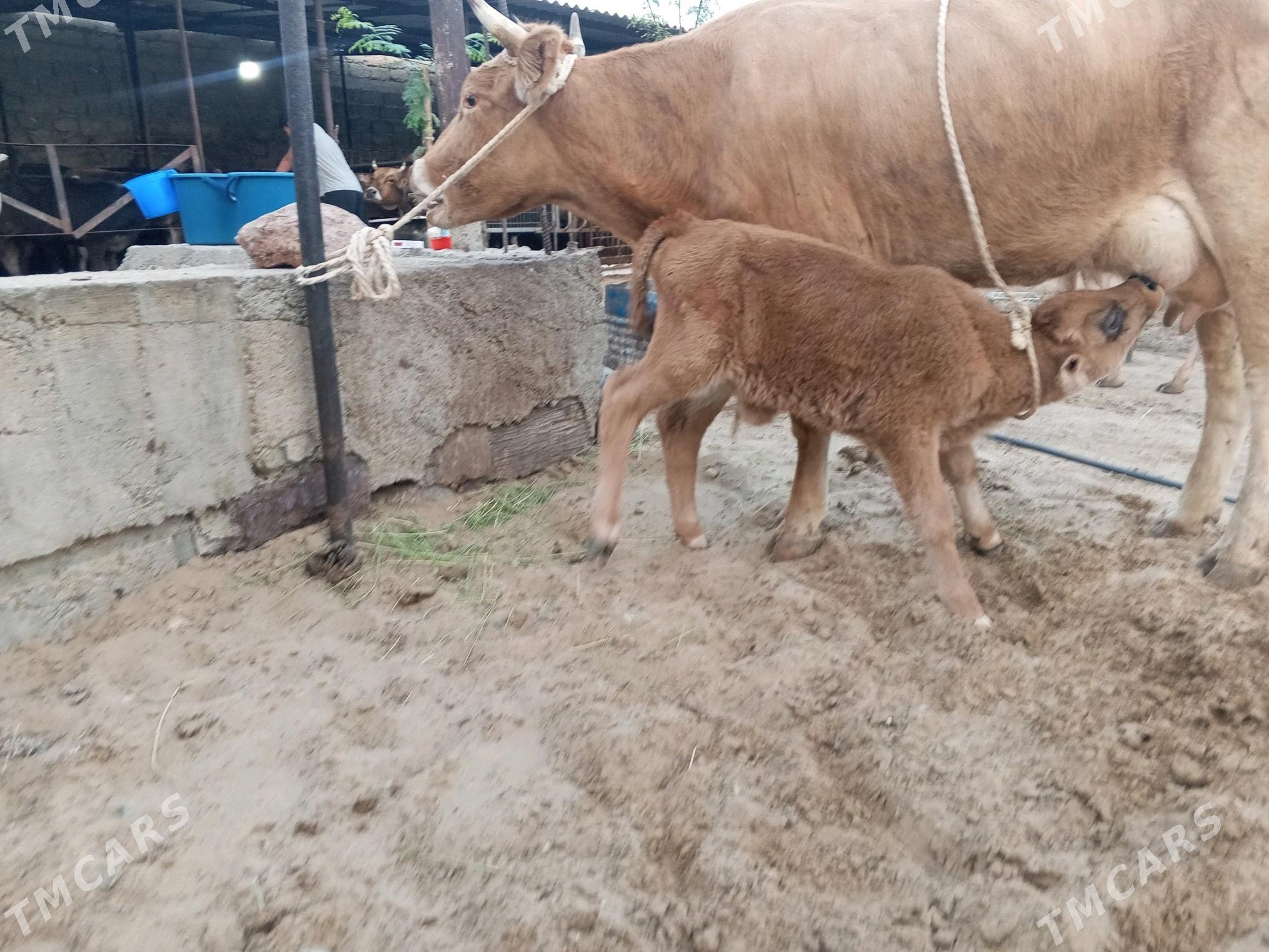 góleli sygyr - Чоганлы - img 4