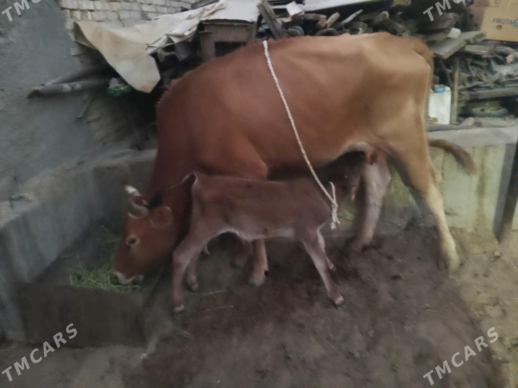 góleli sygyr - Чоганлы - img 2