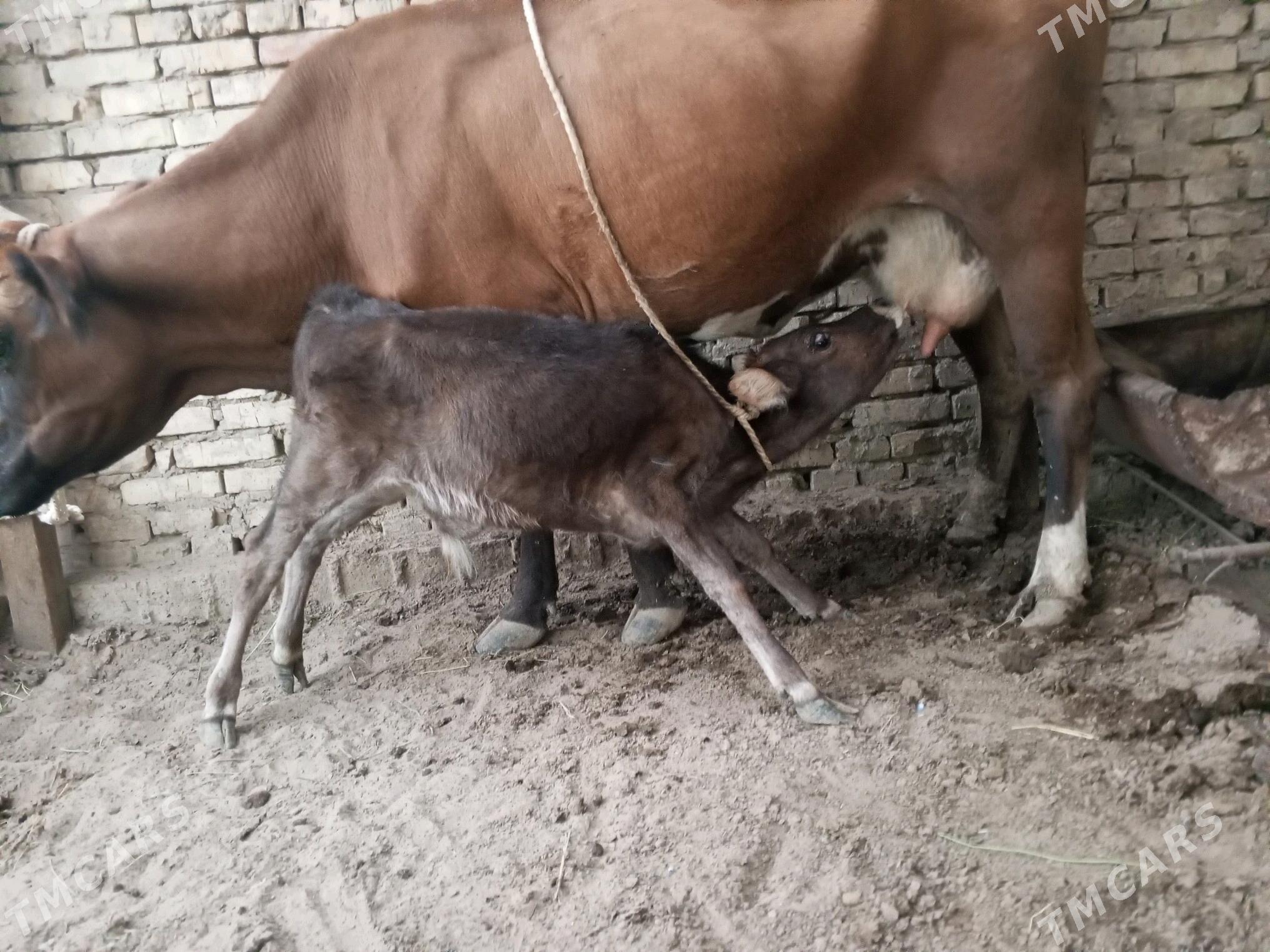 góleli sygyr - Чоганлы - img 3