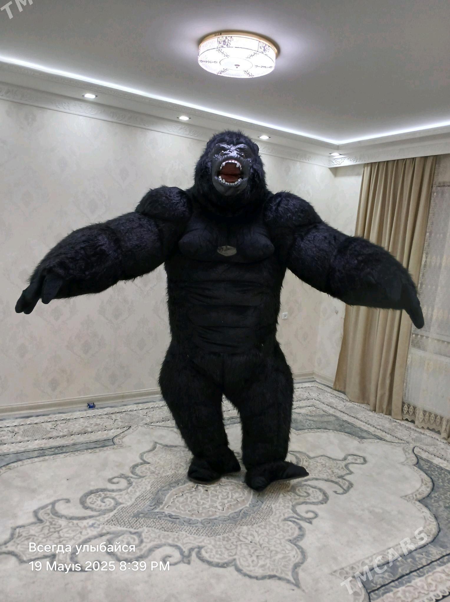 Miska garilla - Büzmeýin - img 3