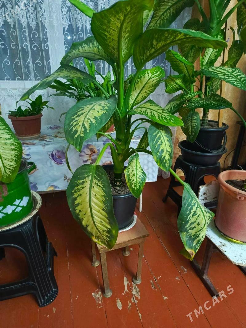 продаётся цветы - Байрамали - img 2