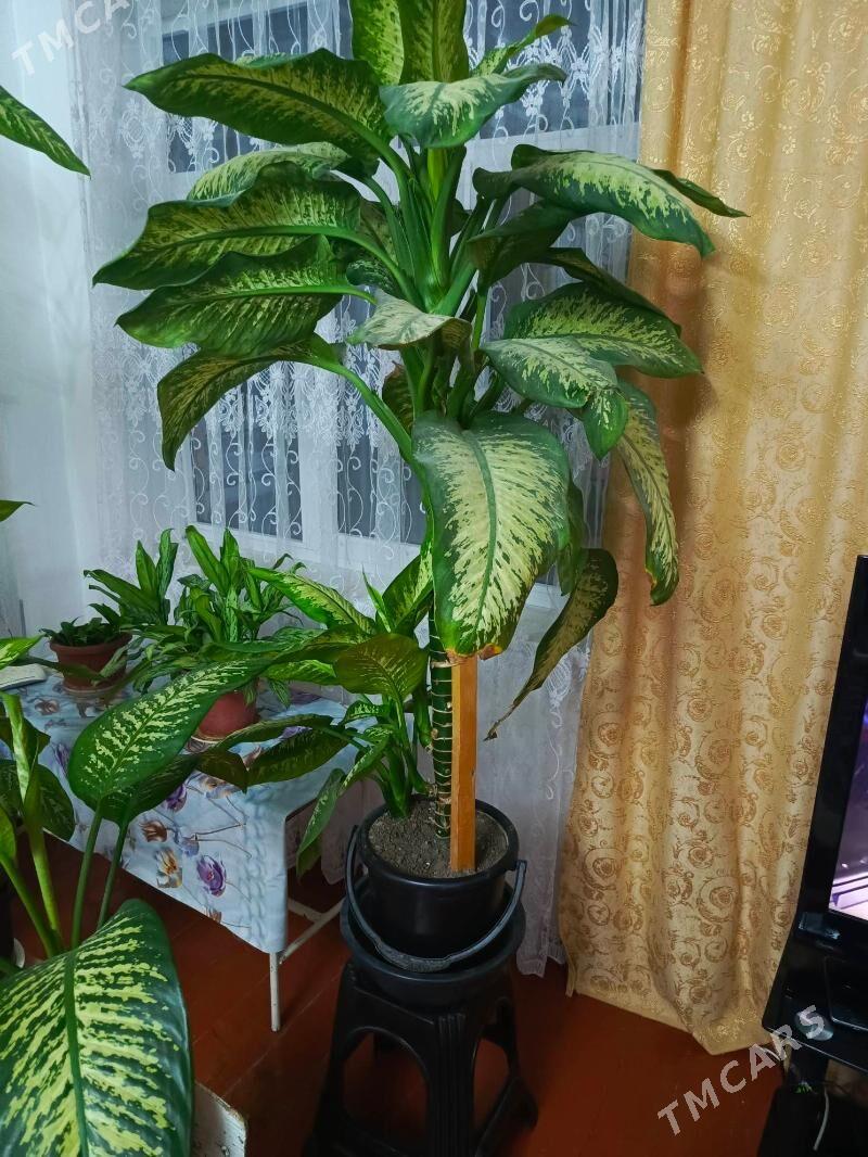 продаётся цветы - Байрамали - img 3