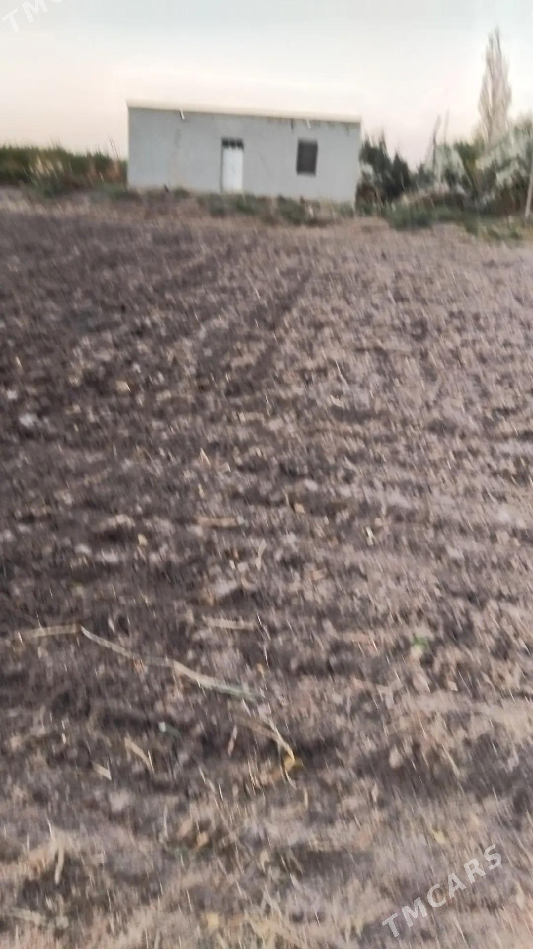 Satlyk plan jay 32 sotuk - Гороглы (Тагта) - img 2