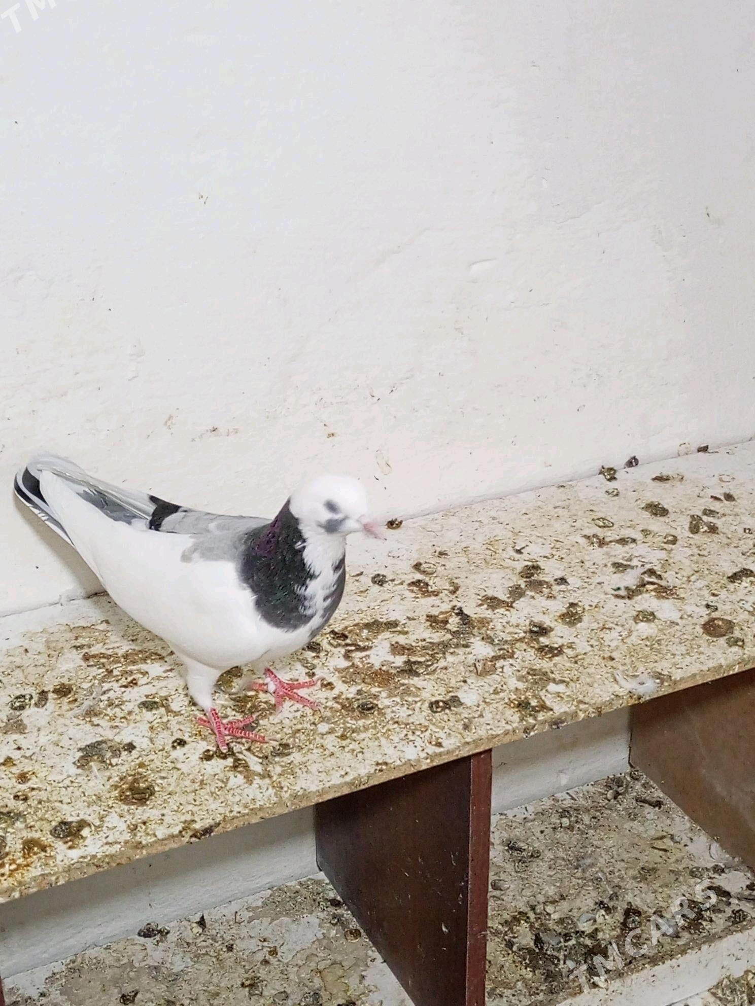 кепдери - Бахарден - img 1