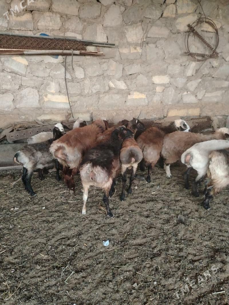 Tokly - Balkanabat - img 1