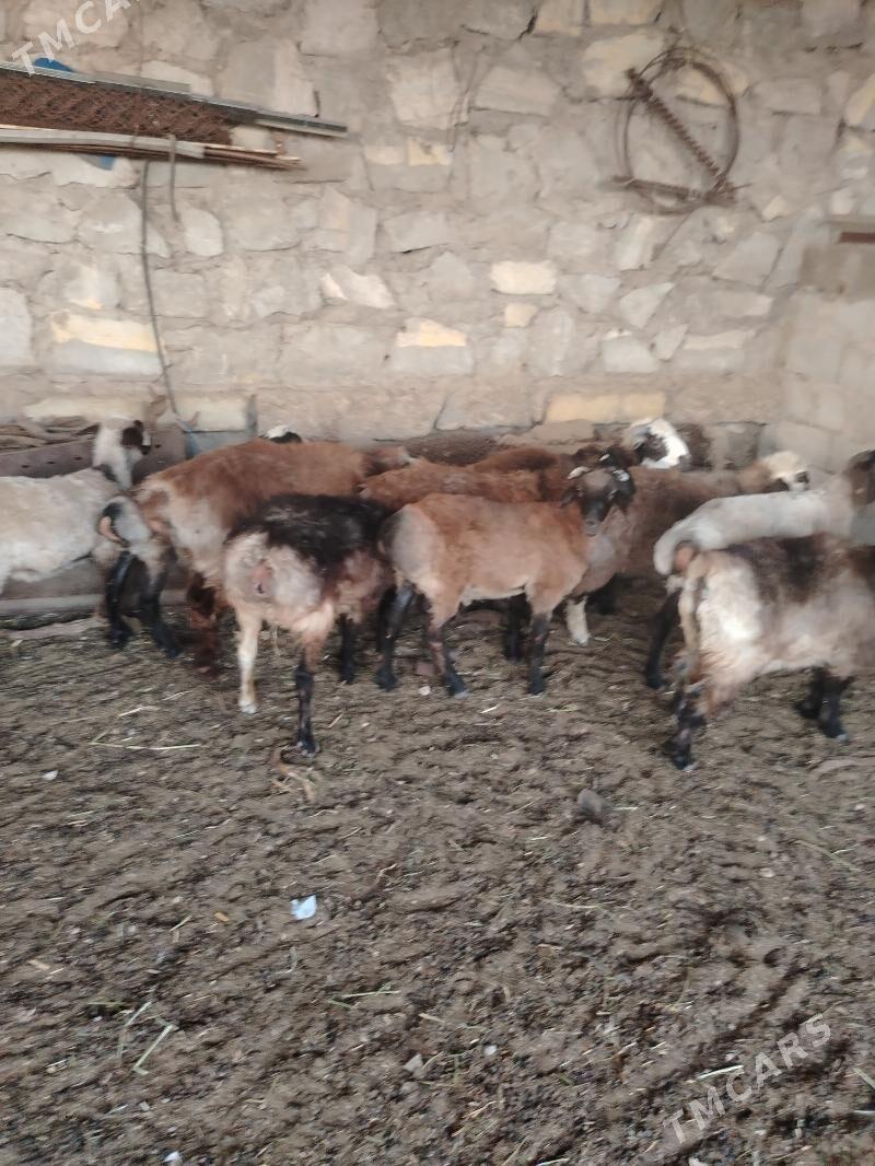 Tokly - Balkanabat - img 6