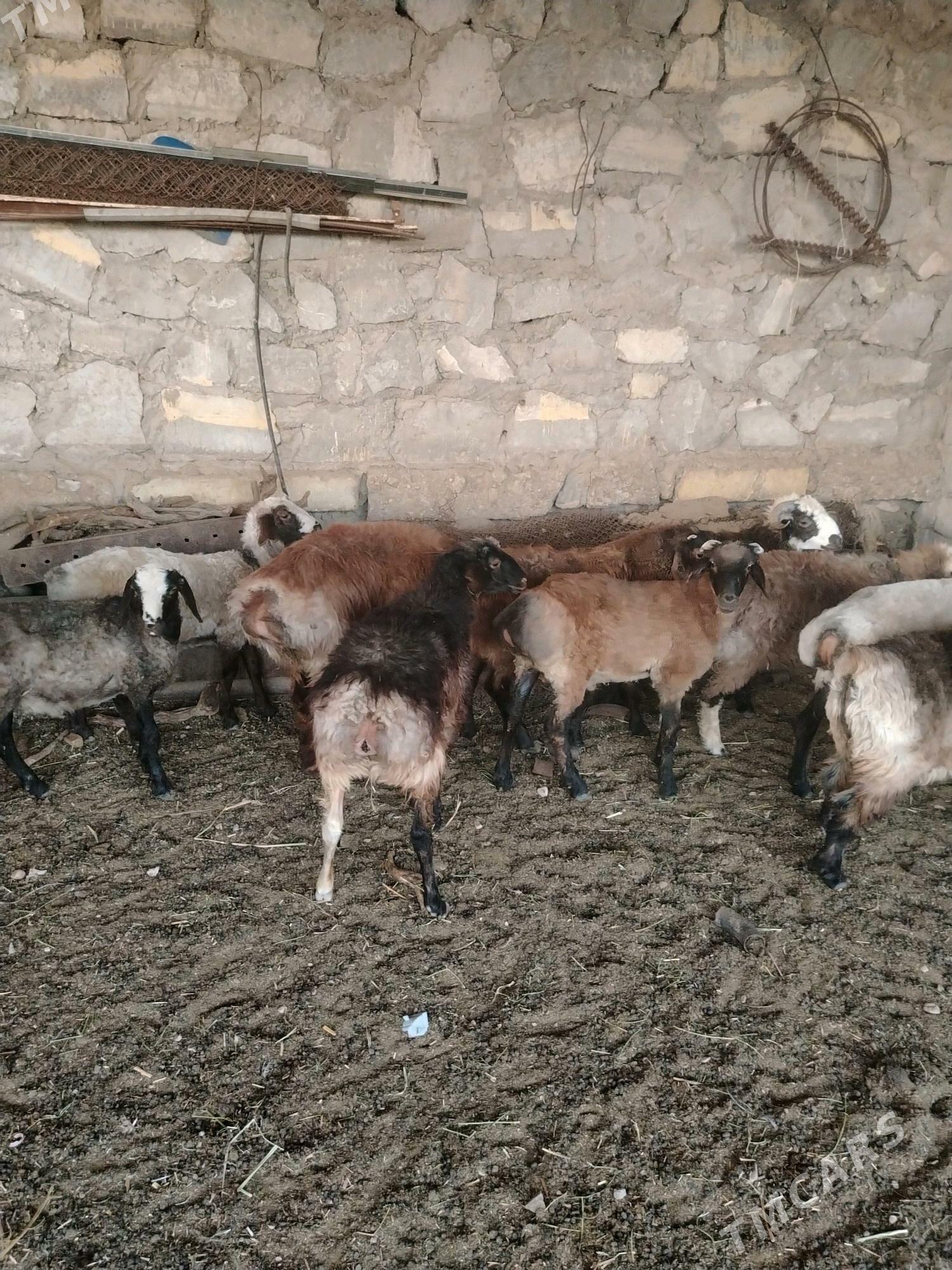 Tokly - Balkanabat - img 8