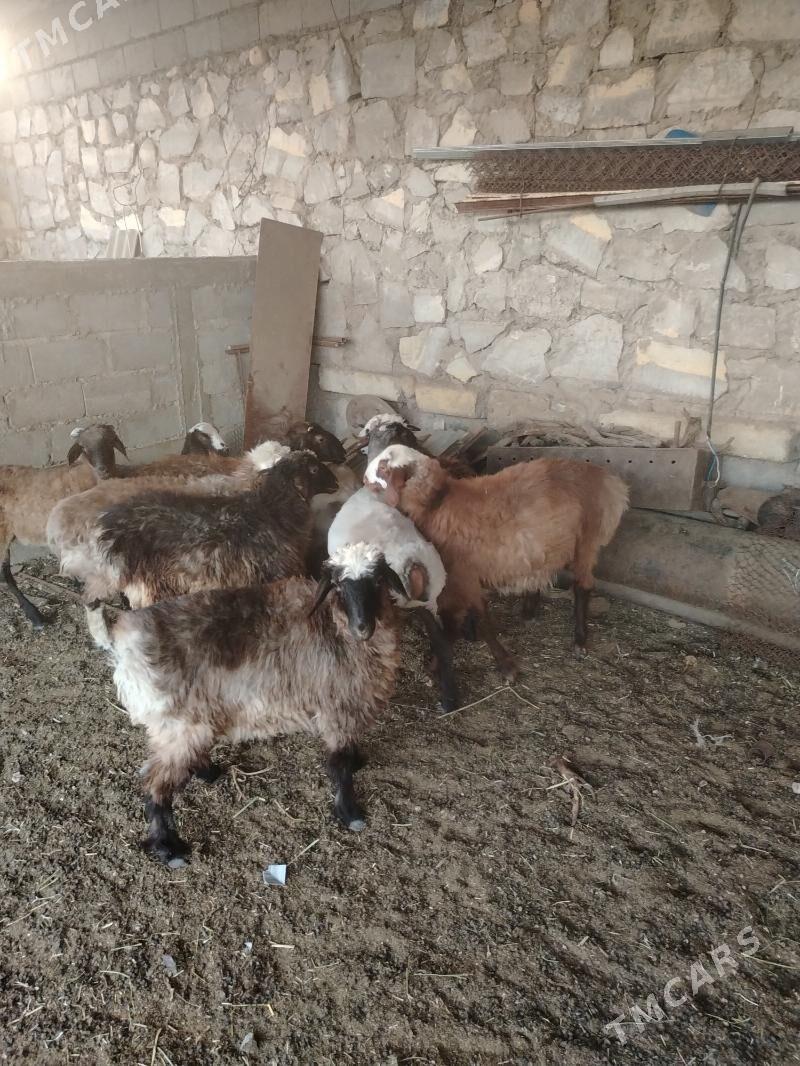 Tokly - Balkanabat - img 3