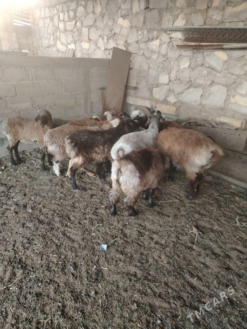 Tokly - Balkanabat - img 5