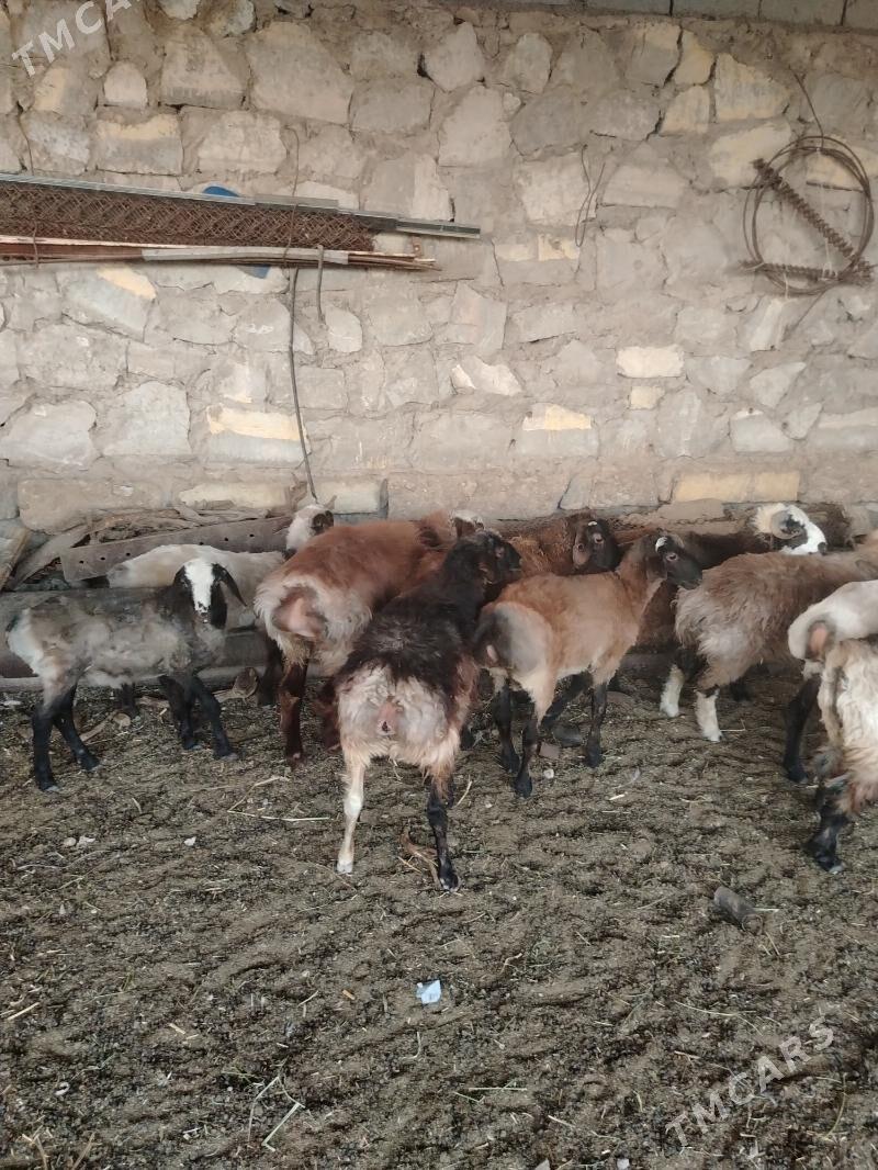 Tokly - Balkanabat - img 7