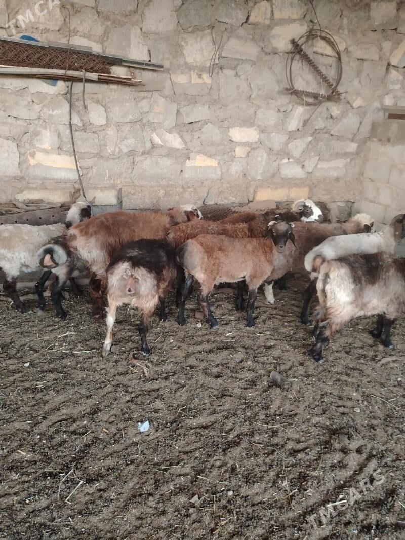 Tokly - Balkanabat - img 2