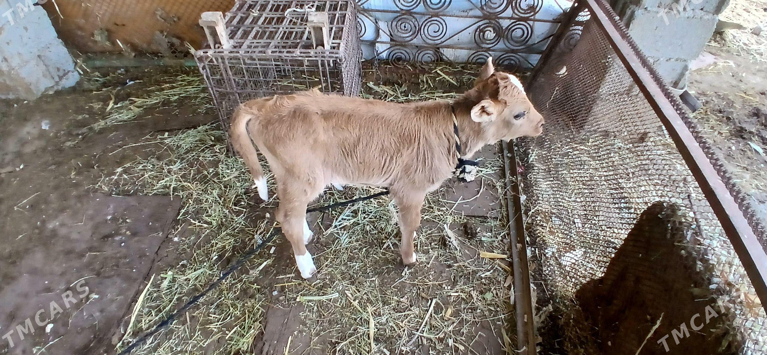 goleli sygyr - Бузмеин - img 1